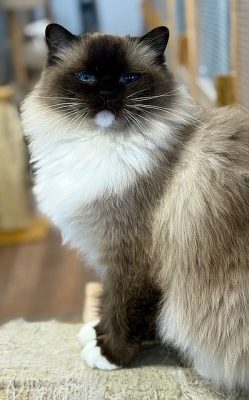 | Ranchinragz Ragdolls Seal Mittes Ragdoll