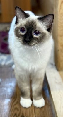 Chocolate Mitted Ragdoll