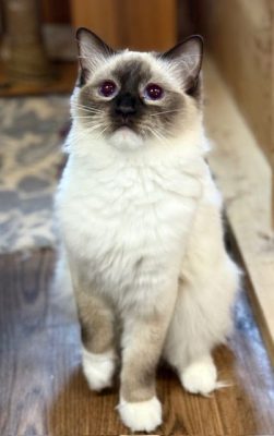 | Ranchinragz Ragdolls Chocolate Mitted Ragdoll