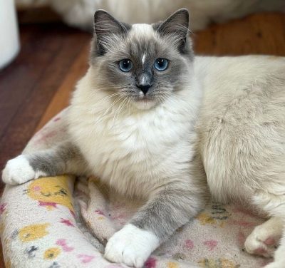 Blue Mitted ragdoll