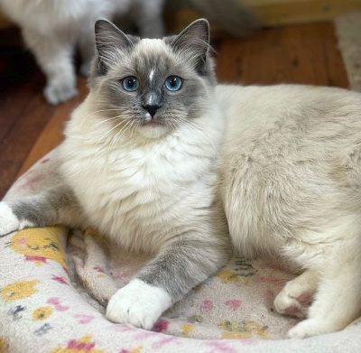 | Ranchinragz Ragdolls Blue Mitted ragdoll