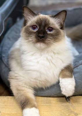 | Ranchinragz Ragdolls chocolate Mitted ragdoll