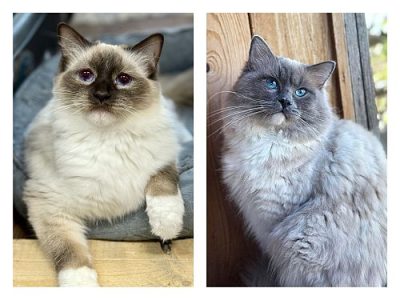 | Ranchinragz Ragdolls chocolate blue ragdoll