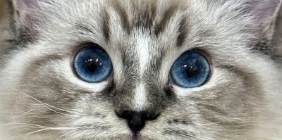 Seal Mitted Lynx Ragdoll