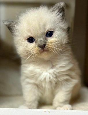 | Ranchinragz Ragdolls Blue Mitted ragdoll kitten