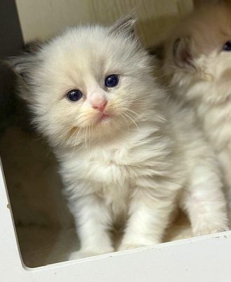 | Ranchinragz Ragdolls Blue Bicolor Ragdoll Kitten