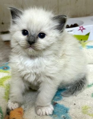 Blue Mitted ragdoll kitten