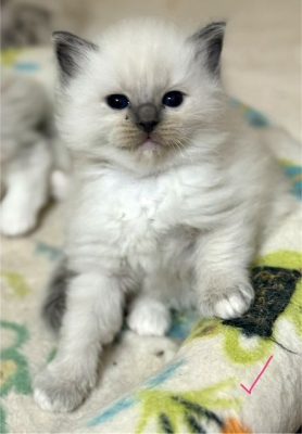 Blue Mitted ragdoll Kitten