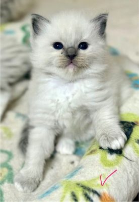 Blue Mitted ragdoll Kitten