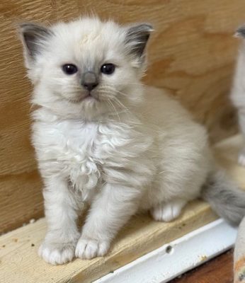 | Ranchinragz Ragdolls Blue Mitted ragdoll Kitten