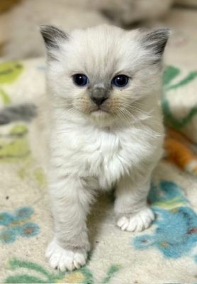 Blue Mitted ragdoll Kitten