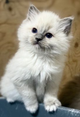 Blue Mitted Ragdoll Kitten