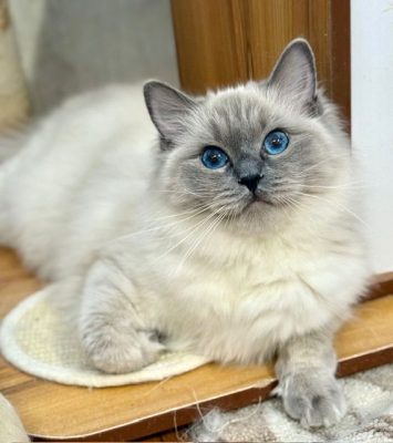 bluepoint ragdoll