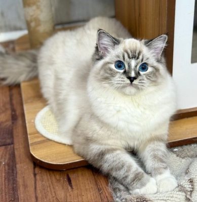 Seal Mitted Lynx Ragdoll