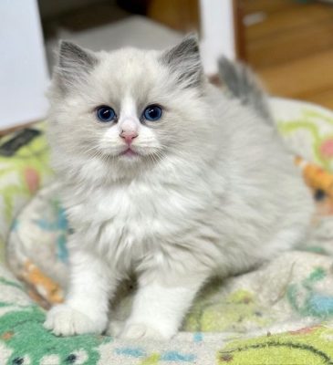 Blue Bicolor ragdoll