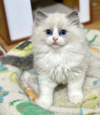 Blue Bicolor ragdoll