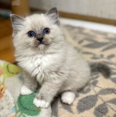 Blue mitted ragdoll kitten
