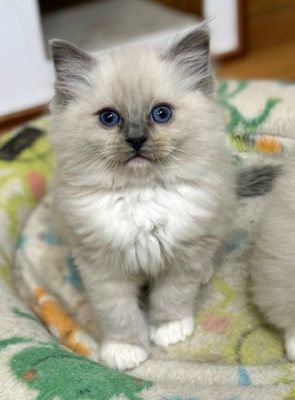 Blue mitted ragdoll kitten