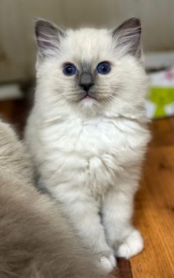 Blue mitted ragdoll kitten