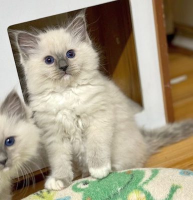 Blue mitted ragdoll kitten