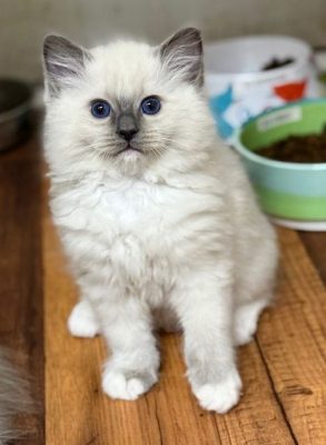 Blue mitted ragdoll kitten