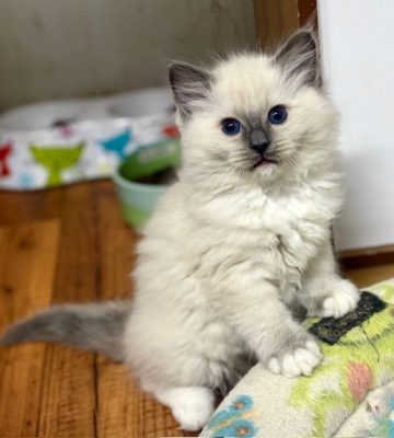 Blue mitted ragdoll kitten