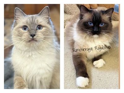 blue mitted seal mitted ragdoll