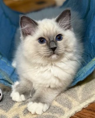 Blue mitted ragdoll kitten