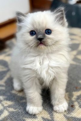 Blue mitted ragdoll kitten