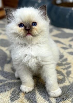 | Ranchinragz Ragdolls Chocolate Mitted ragdoll kitten