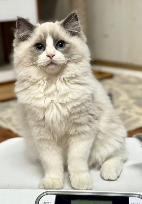 | Ranchinragz Ragdolls BLUE BICOLOR RAGDOLL