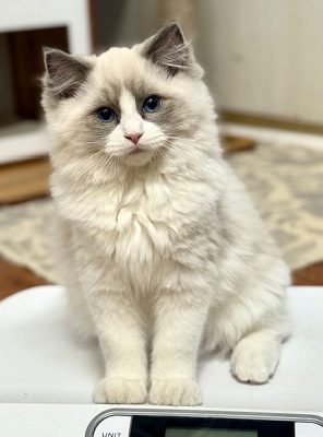BLUE BICOLOR RAGDOLL
