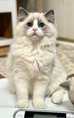 BLUE BICOLOR RAGDOLL