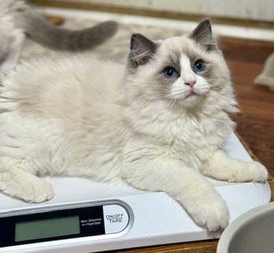 BLUE BICOLOR RAGDOLL
