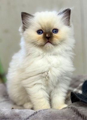 Chocolate Mitted ragdoll kitten