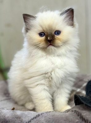 Chocolate Mitted ragdoll kitten