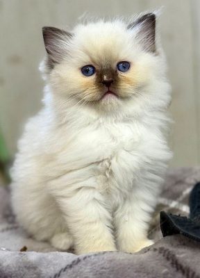 Chocolate Mitted ragdoll kitten