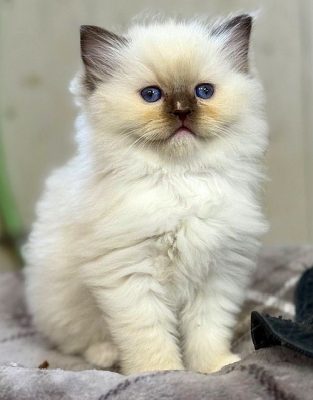 Chocolate Mitted ragdoll kitten