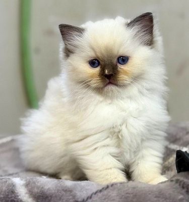 Chocolate Mitted ragdoll kitten