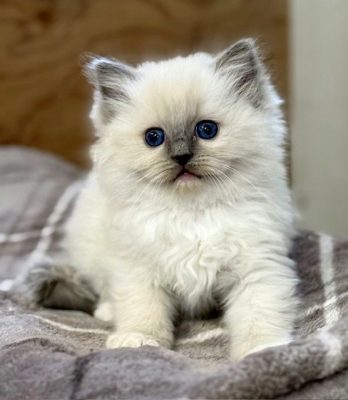 blue mitted ragdoll kitten