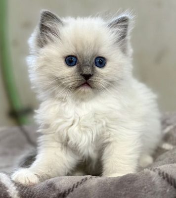 blue mitted ragdoll kitten
