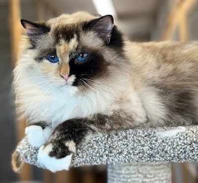 seal mitted tortie ragdoll