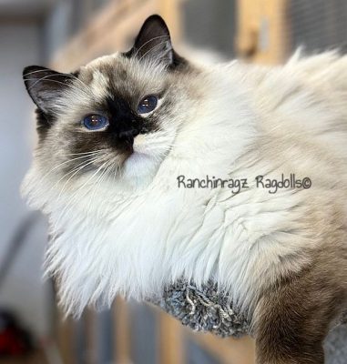 SEAL MITTED TORTIE RAGDOLL