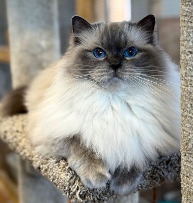 | Ranchinragz Ragdolls Bluepoint Ragdoll