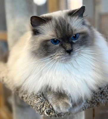Bluepoint Ragdoll