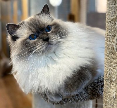 | Ranchinragz Ragdolls Bluepoint Ragdoll
