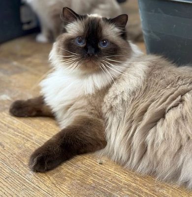 | Ranchinragz Ragdolls Sealpoint Ragdoll