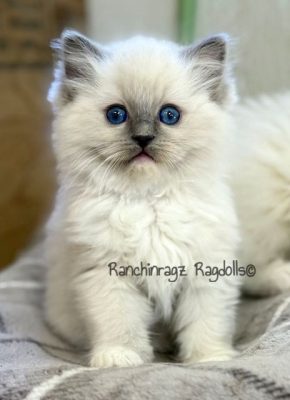 Blue Mitted Ragdoll