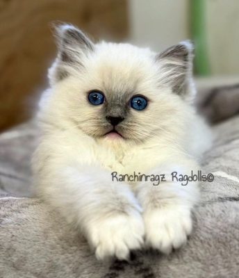 Blue Mitted Ragdoll