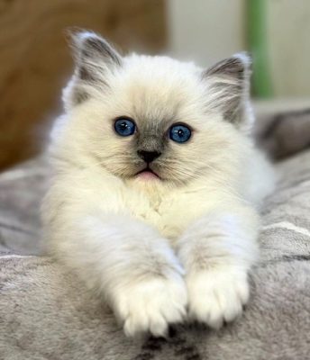 blue mitted ragdoll kitten